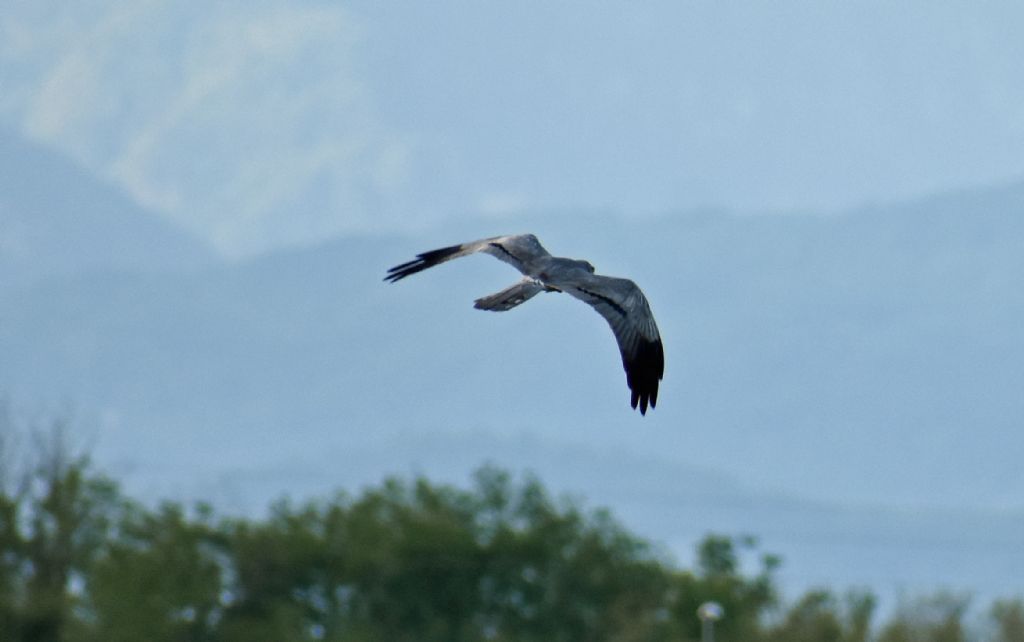 Albanella minore (Circus pygargus), maschio